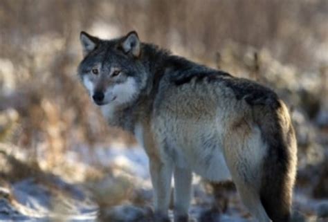 30+ Native American Wolf Names With Meanings - PetPress