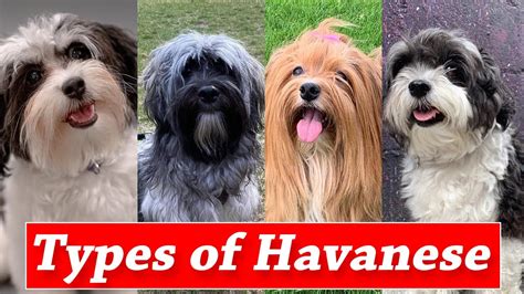 Different Markings And Types of Havanese Dogs | Types of Havanese ...