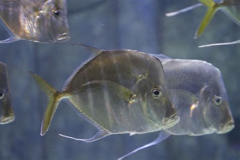 Lookdown Fish | Atlantis Aquarium | JD | Flickr