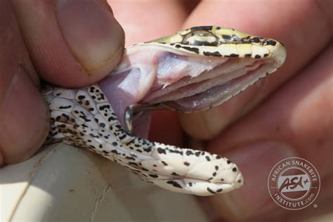 Snakebite in southern Africa - African Snakebite Institute