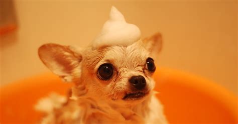 Brown Chihuahua · Free Stock Photo