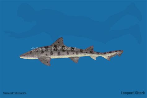 Leopard Shark Size by SameerPrehistorica on DeviantArt