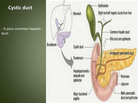 PPT - Liver & Gallbladder PowerPoint Presentation - ID:4504876