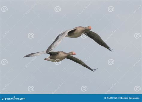 Geese in flight stock image. Image of flying, flight - 96212125