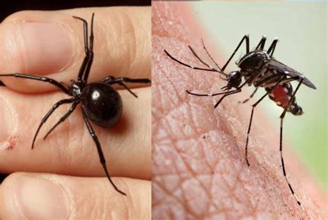 Mosquito Bite vs Spider Bite: Differences & Similarities | Pestbugs