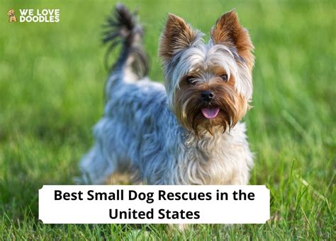 12 Best Small Dog Rescues in the United States!