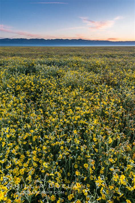 Wildflowers bloom across Carrizo Plains National Monument, Carrizo Plain National Monument ...