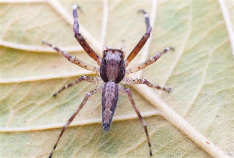 What's this spider? Found in New Zealand : r/whatsthisbug