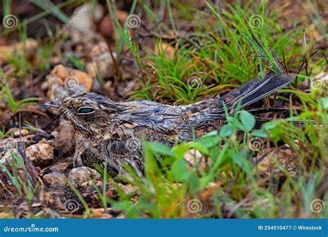 Barely Visible European Nightjar on a Grass with Perfect Camouflage Stock Image - Image of bird ...