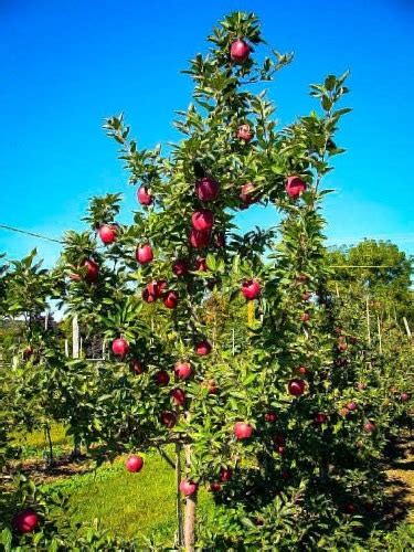 How to Plant Apple and Pear Trees | The Tree Center™