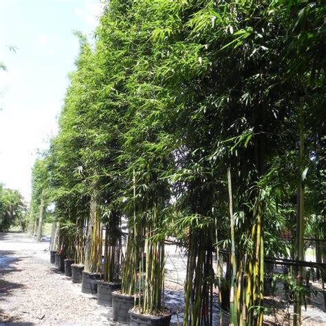 Graceful Bamboo | Bambusa Textilis Gracilis | Palmco - Wholesale Bamboo, Florida