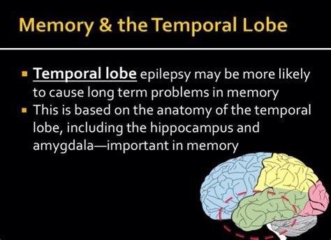 Memory & the Temporal Lobe | Temporal lobe epilepsy, Epilepsy awareness, Epilepsy