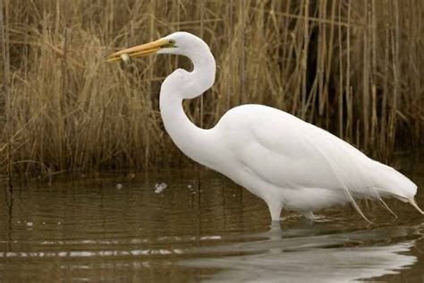 Great Egret - Profile | Habitat | Facts | Flight | Nest | Call - Bird Baron