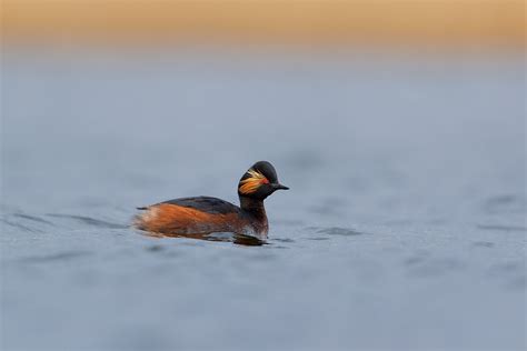 Black Necked Grebe II - Francis J Taylor Photography