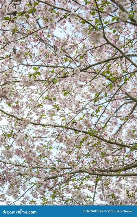 Cherry Tree Blossom in Ontario Royal Botanical Gardens Stock Image - Image of garden, park ...