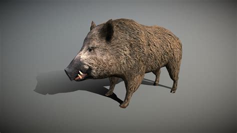 Wild animals - Boar - 3D model by 3DRT.com [eba1ee4] - Sketchfab