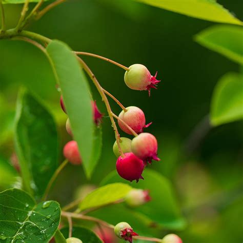 Autumn Brilliance Serviceberry - Super & Son Nursery