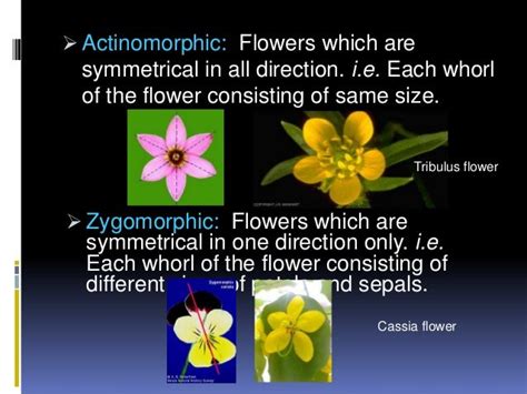 Study of angiosperm flower