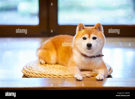 Japanese Shiba Inu dog Stock Photo - Alamy