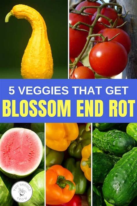 5 veggies that get blossom end rot - squash, tomatoes, watermelon, peppers, cucumbers Slugs In ...