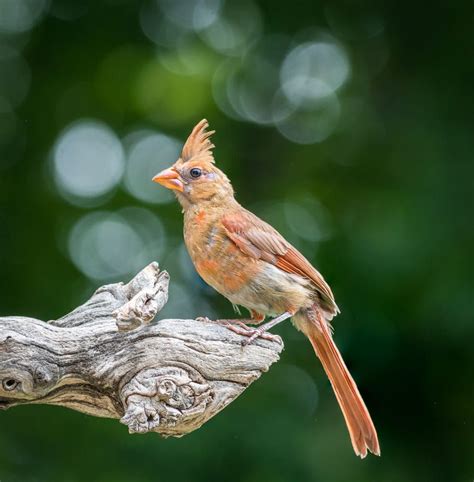 Juvenile northern female cardinal | Cardinal, Northern, Female