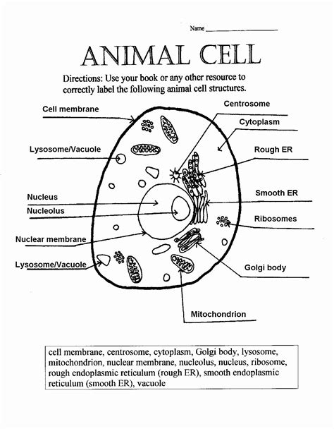 Animal and Plant Cells Worksheet New Animal Cell Answer Key Biological ...