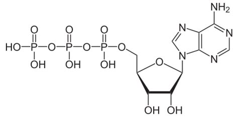 Nucleoside triphosphate - Wikipedia