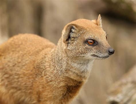 Yellow mongoose - Alchetron, The Free Social Encyclopedia