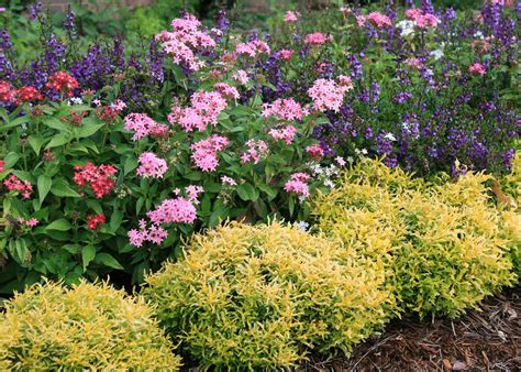 Alternanthera is strong summer garden choice | Mississippi State University Extension Service