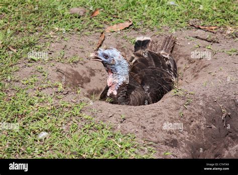 Female turkey guarding her nest in the ground Stock Photo: 39115617 - Alamy