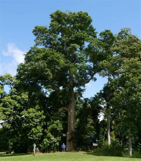 Alstonia scholaris | Plants, Botanical, Garden