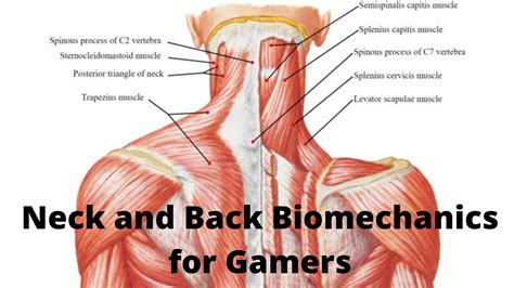 Posterior Neck Muscles