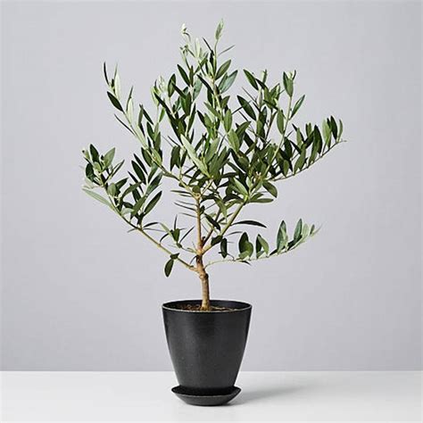 Olive Tree | Plants.com