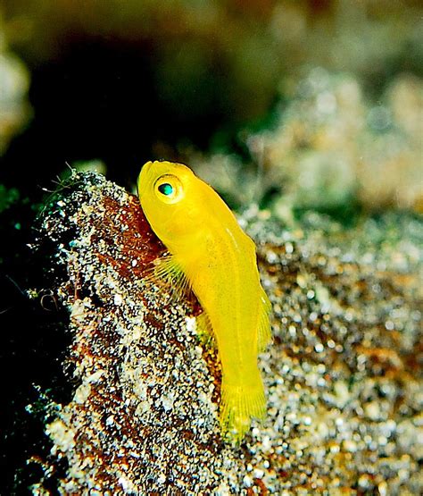 Yellow clown goby - Wikipedia