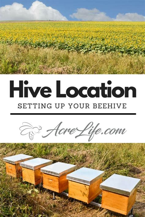 Where Do I Place The Hive? - Acre Life Bee Hive Location | Backyard bee, Bee keeping, Bee hive