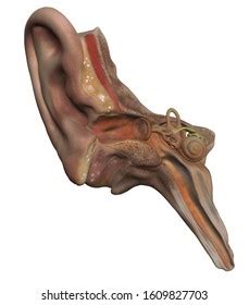 Ear Anatomy Cross Section Illustration 3d Stock Illustration 1609827703 | Shutterstock