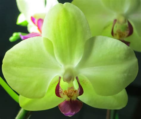 Tonyz Orchid Garden: Phalaenopsis aphrodite subsp. formosana (Moth Orchid)