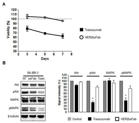 A FcγRIII-engaging bispecific antibody expands the range of HER2-expressing breast tumors ...