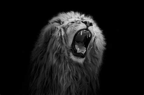 Roaring lion | Lion photography, Roaring lion, Lion