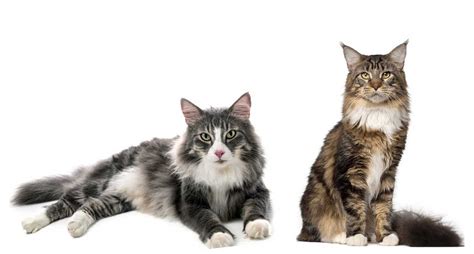 Norwegian forest cat vs Maine coon