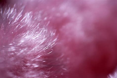 Pink Fur Background 3 Free Stock Photo - Public Domain Pictures