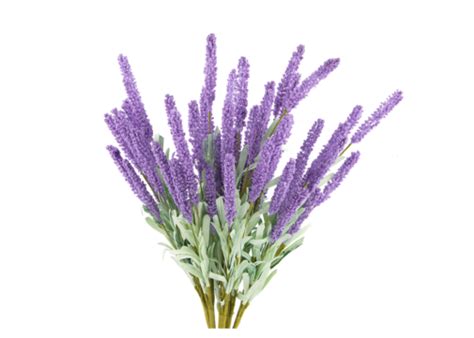 Lavender Plants PNG Transparent Images Free Download | Vector Files ...