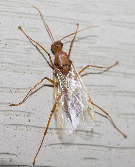 Winged carpenter ant - Camponotus castaneus - BugGuide.Net