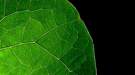 Green Leaf Wallpaper HD (70+ images)