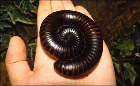 African Giant Millipede - Jonathan's Jungle Roadshow