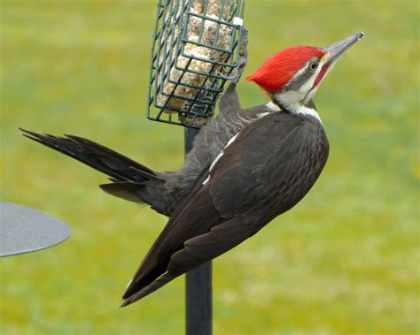 Pileated Woodpecker male at a suet feeder - FeederWatch