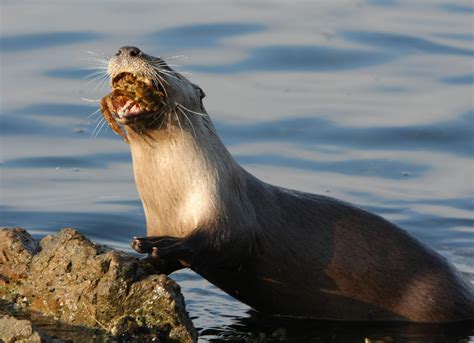 Underrated Wildlife of the Salish Sea | San Juan Islands Washington Visitors Bureau | Orcas ...