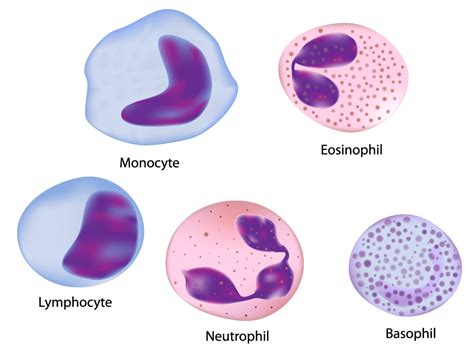 ما هو فحص Neutrophils - أفكار الحدائق