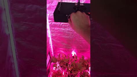 2019 Best Marijuana / Plant / Flower Growing LED Lamp / Light - YouTube