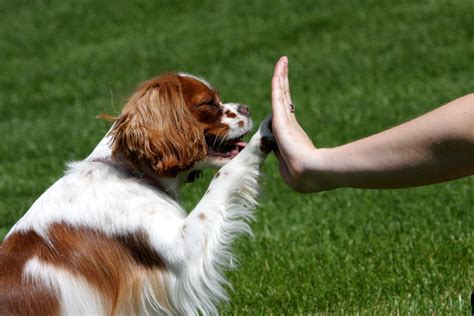 Cavalier King Charles Spaniel Training | Dog training, Puppy training ...